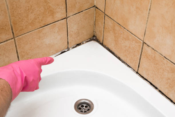 Best Commercial Mold Removal  in Milan, MO