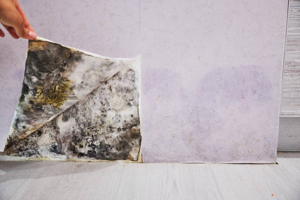 Best Mold Removal Process  in Milan, MO